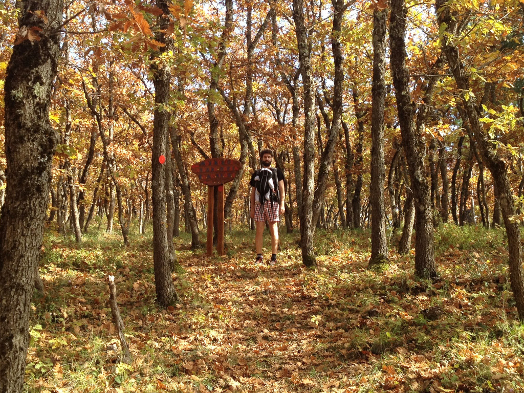 mogostos forest