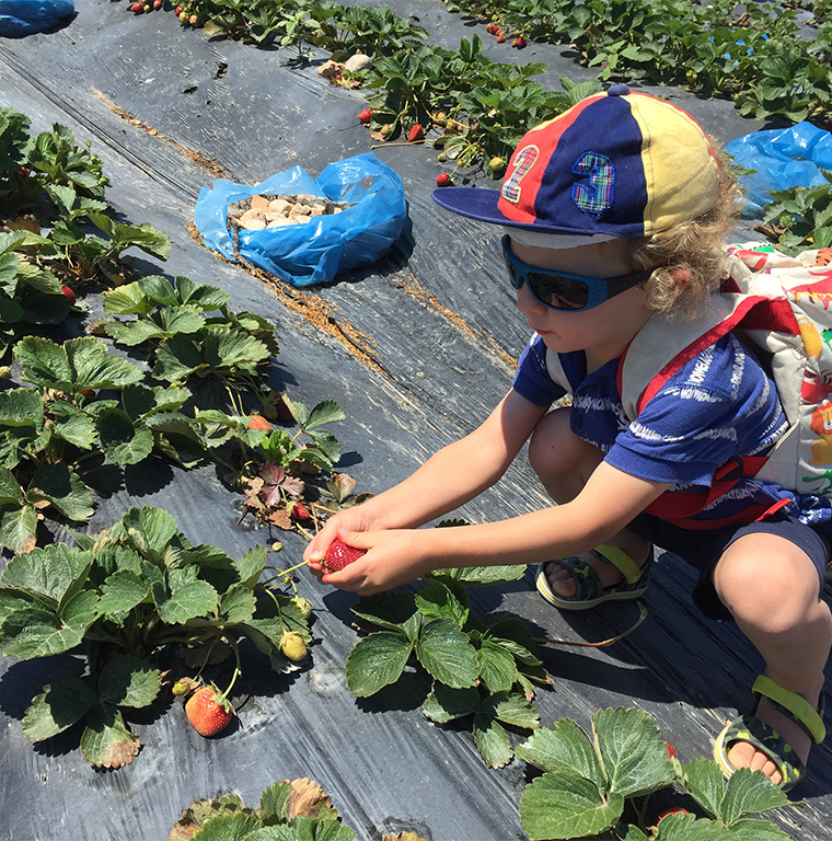 picking organic strawberries