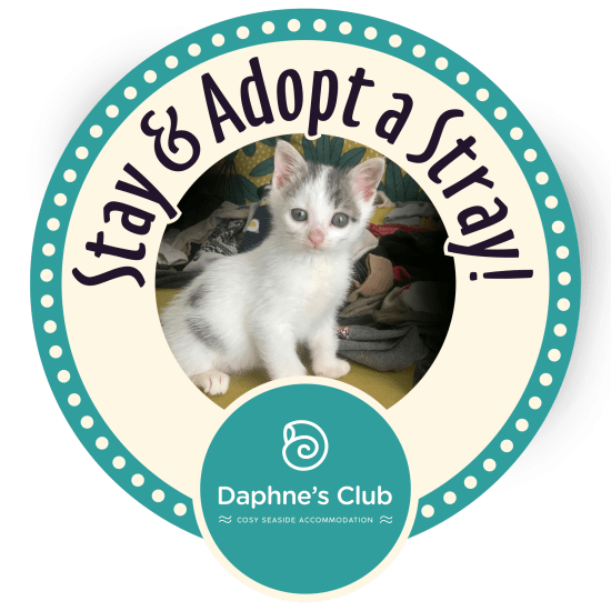 Stay and adopt a stray